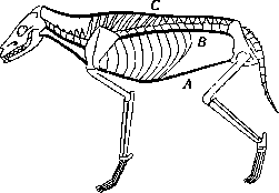 Muscular System: figure 13 from the 1928–1936 encyclopedia article