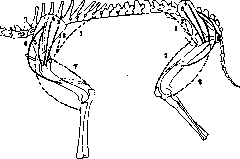 Muscular System: figure 24 from the 1928–1936 encyclopedia article