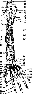 Human Muscles: figure 28 from the 1928–1936 encyclopedia article