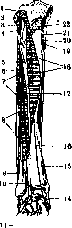 Human Muscles: figure 36 from the 1928–1936 encyclopedia article