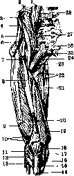 Human Muscles: figure 31 from the 1928–1936 encyclopedia article