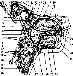 Human Muscles: figure 6 from the 1928–1936 encyclopedia article