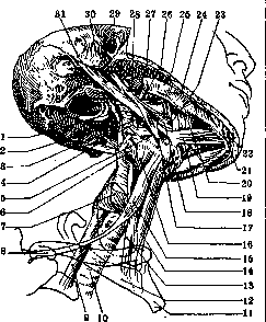 Human Muscles: figure 7 from the 1928–1936 encyclopedia article