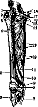 Human Muscles: figure 30 from the 1928–1936 encyclopedia article
