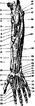 Human Muscles: figure 24 from the 1928–1936 encyclopedia article