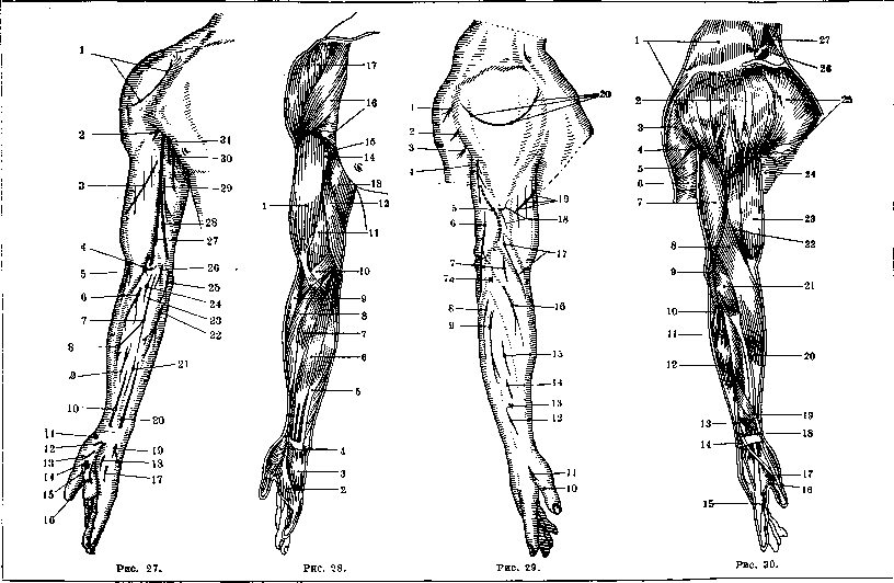 Human Muscles: figure 19 from the 1928–1936 encyclopedia article