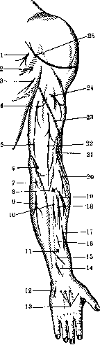 Human Muscles: figure 17 from the 1928–1936 encyclopedia article