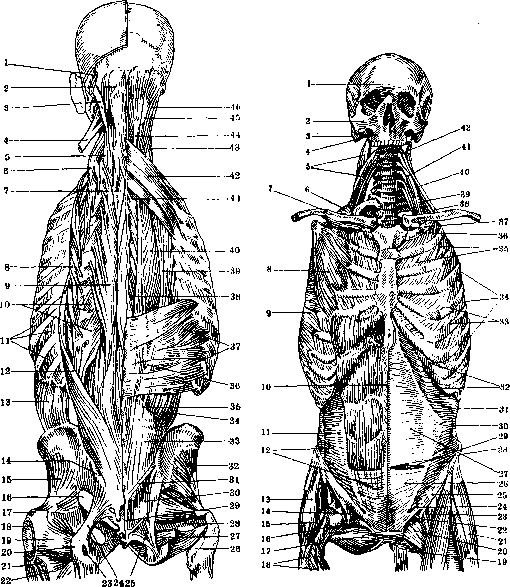 Human Muscles: figure 11 from the 1928–1936 encyclopedia article