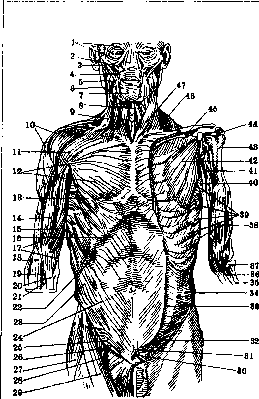 Human Muscles: figure 9 from the 1928–1936 encyclopedia article