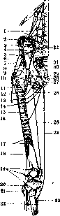Human Muscles: figure 34 from the 1928–1936 encyclopedia article