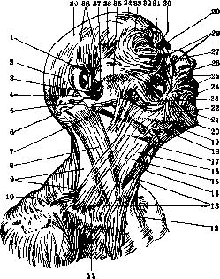 Human Muscles: figure 2 from the 1928–1936 encyclopedia article