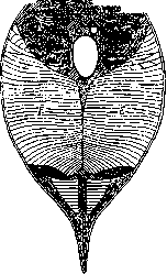 Electric Organs: figure 1 from the 1928–1936 encyclopedia article