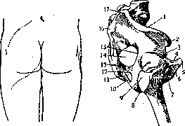 Gluteal Region: figure 1 from the 1928–1936 encyclopedia article