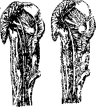 Gluteal Region: figure 6 from the 1928–1936 encyclopedia article