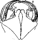 Venomous Animals: figure 10 from the 1928–1936 encyclopedia article