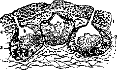 Venomous Animals: figure 11 from the 1928–1936 encyclopedia article