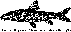 Venomous Animals: figure 13 from the 1928–1936 encyclopedia article
