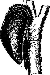 Venomous Animals: figure 17 from the 1928–1936 encyclopedia article