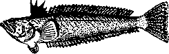 Venomous Animals: figure 7 from the 1928–1936 encyclopedia article