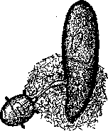 Venomous Animals: figure 1 from the 1928–1936 encyclopedia article
