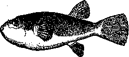 Venomous Animals: figure 12 from the 1928–1936 encyclopedia article