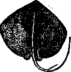 Venomous Animals: figure 6 from the 1928–1936 encyclopedia article