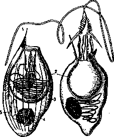 Venomous Animals: figure 2 from the 1928–1936 encyclopedia article