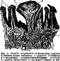 Tongue: figure 8 from the 1928–1936 encyclopedia article