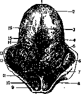 Tongue: figure 1 from the 1928–1936 encyclopedia article