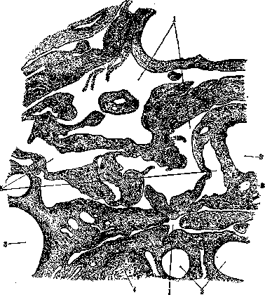 Testis: figure 5 from the 1928–1936 encyclopedia article