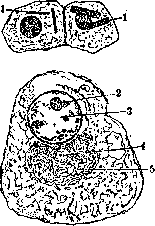 Testis: figure 4 from the 1928–1936 encyclopedia article