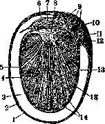 Testis: figure 1 from the 1928–1936 encyclopedia article