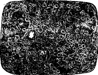 Testis: figure 3 from the 1928–1936 encyclopedia article