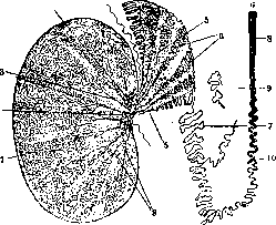 Testis: figure 2 from the 1928–1936 encyclopedia article