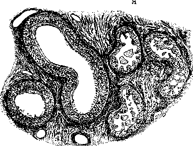 Testis: figure 6 from the 1928–1936 encyclopedia article