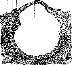 Ovaries: figure 4 from the 1928–1936 encyclopedia article