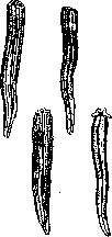 Regeneration: figure 2 from the 1928–1936 encyclopedia article