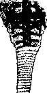 Regeneration: figure 8 from the 1928–1936 encyclopedia article