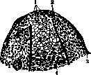 Regeneration: figure 5 from the 1928–1936 encyclopedia article