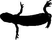Regeneration: figure 9 from the 1928–1936 encyclopedia article