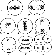 Redressment and Reduction Division: figure 15 from the 1928–1936 encyclopedia article