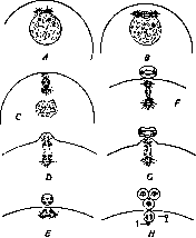 Redressment and Reduction Division: figure 16 from the 1928–1936 encyclopedia article