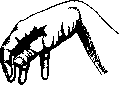 Rudolphi, Karl Asmund / Hand: figure 5 from the 1928–1936 encyclopedia article