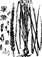 Wild Tansy: figure 1 from the 1928–1936 encyclopedia article