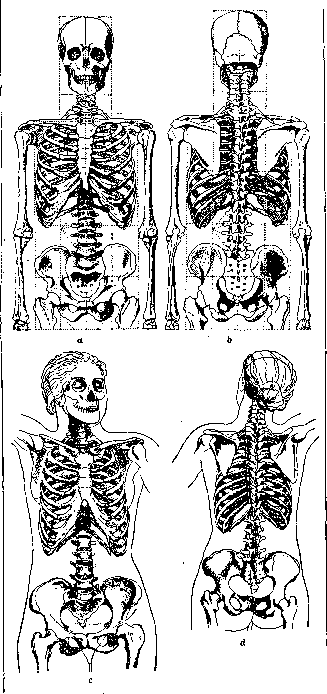 Skeleton: figure 5 from the 1928–1936 encyclopedia article