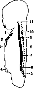 Skeleton: figure 4 from the 1928–1936 encyclopedia article