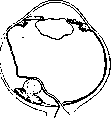 Choroid: figure 2 from the 1928–1936 encyclopedia article