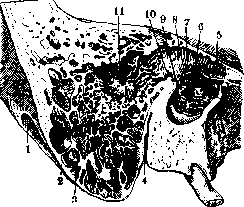 Mastoid Process: figure 2 from the 1928–1936 encyclopedia article