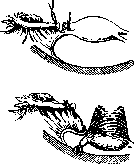 Sexual Sterilization: figure 24 from the 1928–1936 encyclopedia article
