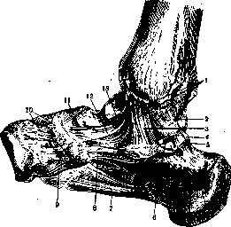 Foot: figure 3 from the 1928–1936 encyclopedia article
